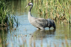 Visitors to WWT Slimbridge are getting unparalleled views of cranes (c) Graham Hann