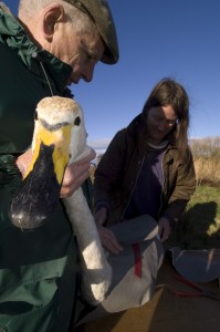 Eileen gives a wild Bewick's swan a health check