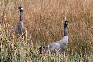 WEB cranes at WWT Slimbridge 2 (c) Derek Cropton