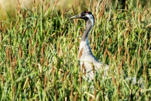 Slimbridge crane (c) Graham Hann