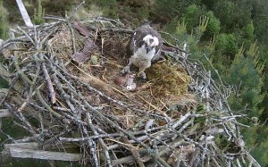 250514 first chick and dad look at camera