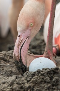 A flamingo tends to its egg by Graham Hann