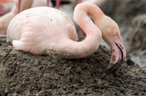 Doting Parent sitting on the nest taken by Graham Hann