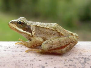 CommonFrog_JamesLees