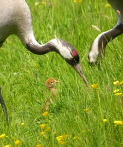 Crane and chick, WWT Slimbridge MJMcGill