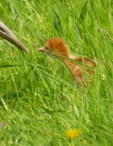 Crane chick, WWT Slimbridge, MJMcGill