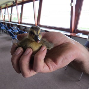 Mallard duckling