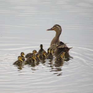 Ducklings back with mum