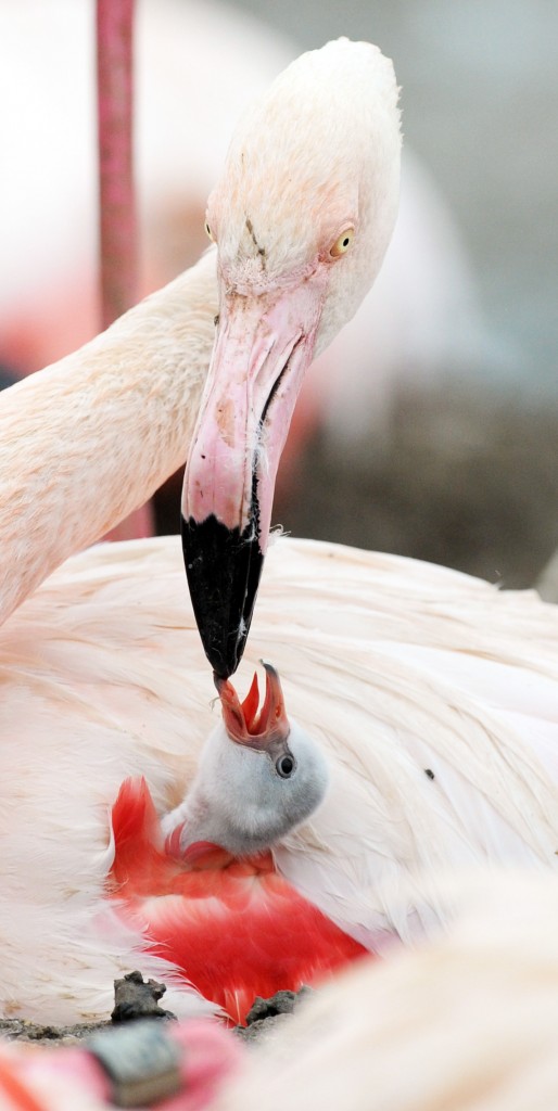 The first Flamingo Chick of 2014 taken by Barry Bachelor
