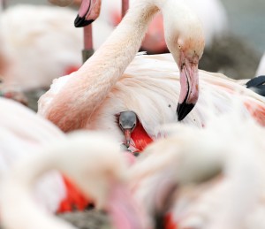 The First Flamingo Chick of 2014 taken by Barry Batchelor