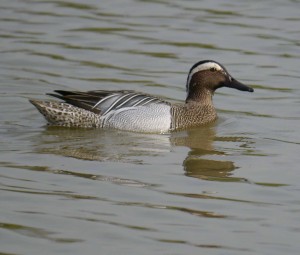 Garganey, South Lake, male, 04-05-14, MJMcGill
