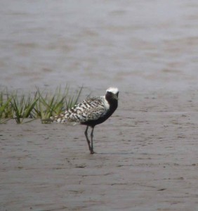 Grey Plover, WWT Slimbridge, MJMcGill