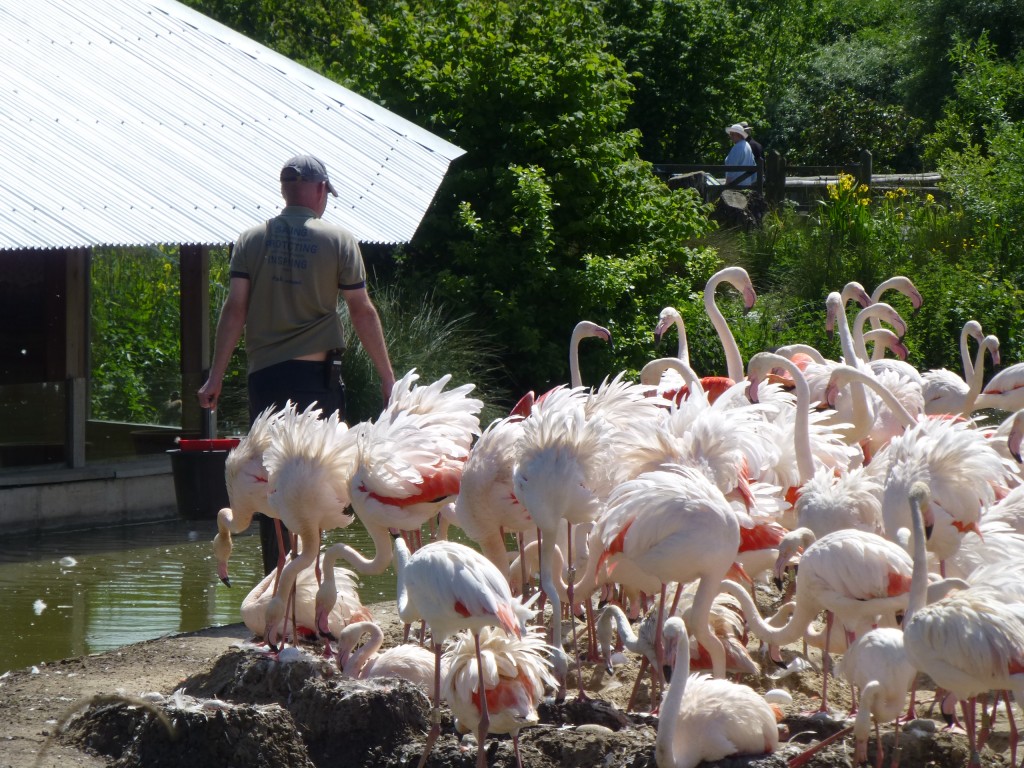 "Get out of our house!" Phil gets an earful from the greater flamingo flock after venturing on to the nest island to check on the progress of hatching eggs. 