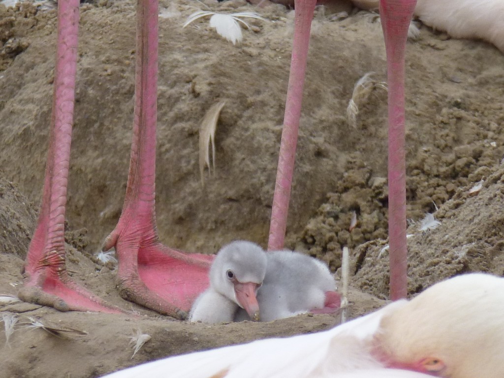 It's a new flamingo! The first chick to hatch in Flamingo Lagoon, May 2014, to the delight of its doting parents.