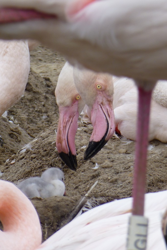 Still a little damp, chick number two in Flamingo Lagoon. With a pair of slightly surprised parents?!