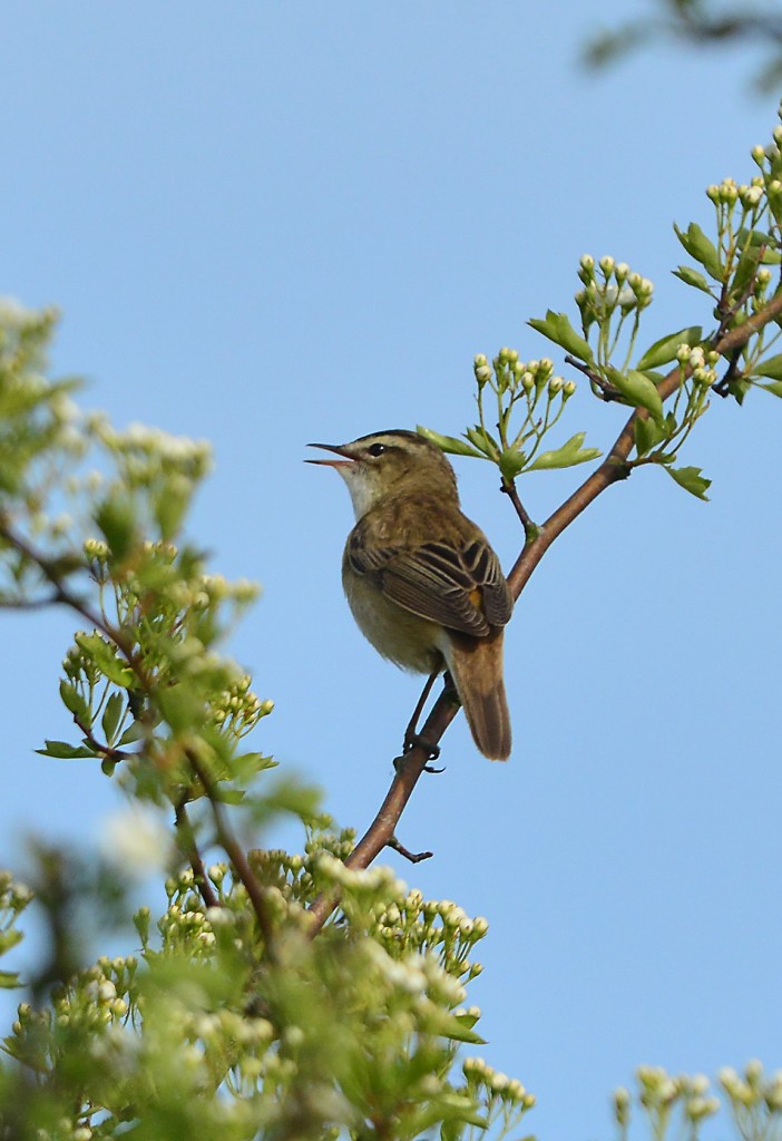 Male sedge warbler singing from the hawthorn scrub on the long path between Scrape and Reedbed hides.