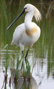Spoonbill, Martin Smith Hide, 4 May 14, MJMcGill