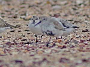 The hand-reared spoon-billed sandpiper is the one in the background with a green leg ring (c) Chung-Yu Chiang and Chin-Shi Hsu
