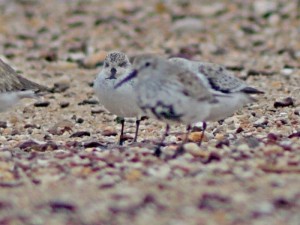 The hand-reared spoon-billed sandpiper is the one in the background with a green leg ring (c) Chung-Yu Chiang and Chin-Shi Hsu