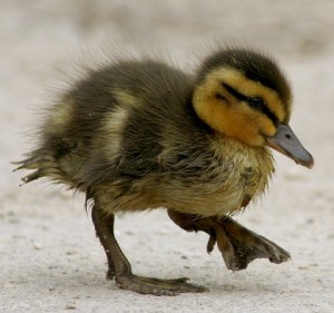 duckling