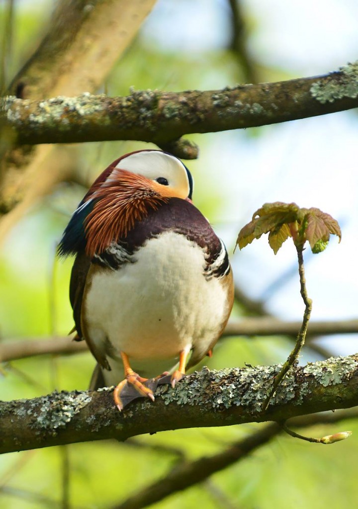 Mandarin drake perched in a willow at the entrance to the reedbed. The female is in the nest barrel nearby, 15 feet off the ground.