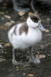 A Shelduck duckling taken by Dominic Heard