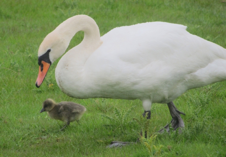 Mute swan walking