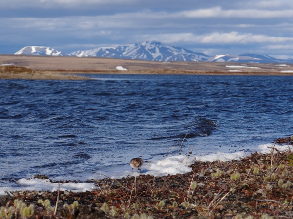 01 Spoon-billed sandpiper _Green 8_ returns to her birthplace to breed (c) Pavel Tomkovich and Egor Loktionov