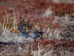 08 Spoon-billed sandpiper _Green 8_ returns to her birthplace to breed (c) Pavel Tomkovich and Egor Loktionov