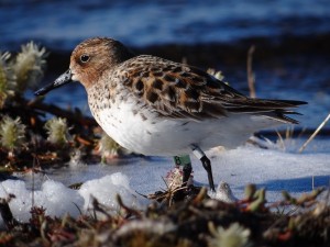 09 Spoon-billed sandpiper _Green 8_ returns to her birthplace to breed (c) Pavel Tomkovich and Egor Loktionov