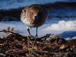 10 Spoon-billed sandpiper _Green 8_ returns to her birthplace to breed (c) Pavel Tomkovich and Egor Loktionov