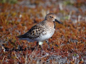 11 Spoon-billed sandpiper _Green 8_ returns to her birthplace to breed (c) Pavel Tomkovich and Egor Loktionov