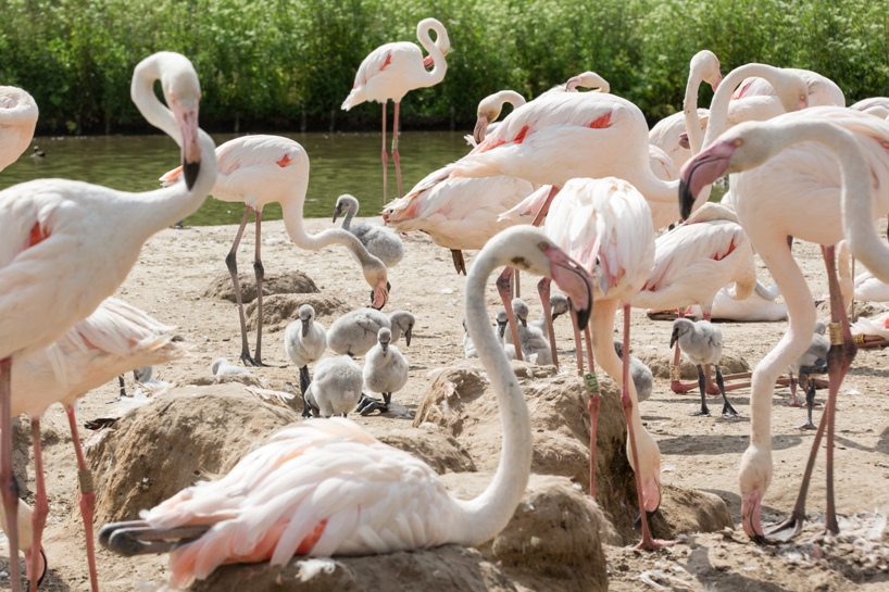 A Flamingo group taken by Graham Hann