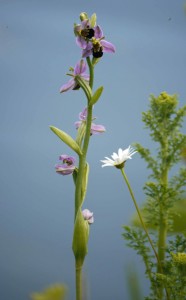 Bee Orchid, Discovery Hide, MJMcGill