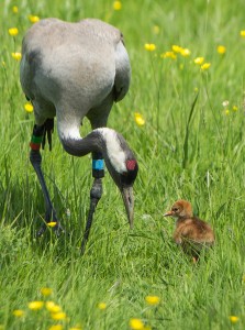 Crane and Chick