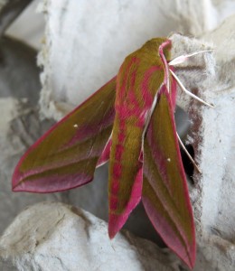 Moth News  Castle Espie 