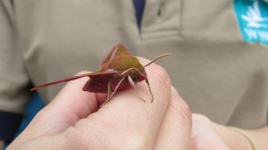 Elephant hawkmoth