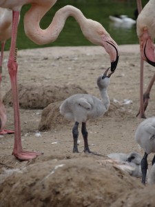 Mother Flamingo feeding a chick taken by Phoebe Young