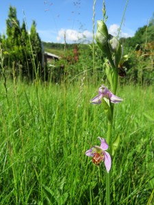 Bee orchid in the grounds