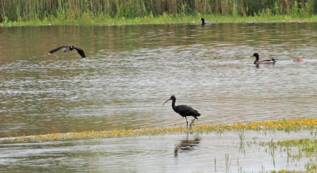 Glossy Ibis at WWT Martin Mere 2014