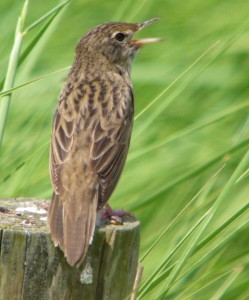 Grasshopper Warbler 001, MJMcGill