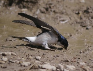 House Martin, MJMcGill