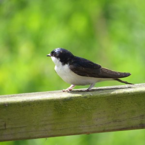 House martin