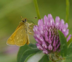 Large Skipper, MJMcGill