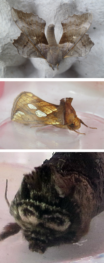 Thursday's moth traps held 25 species including poplar hawk moths, gold spot moths and spectacle moths.