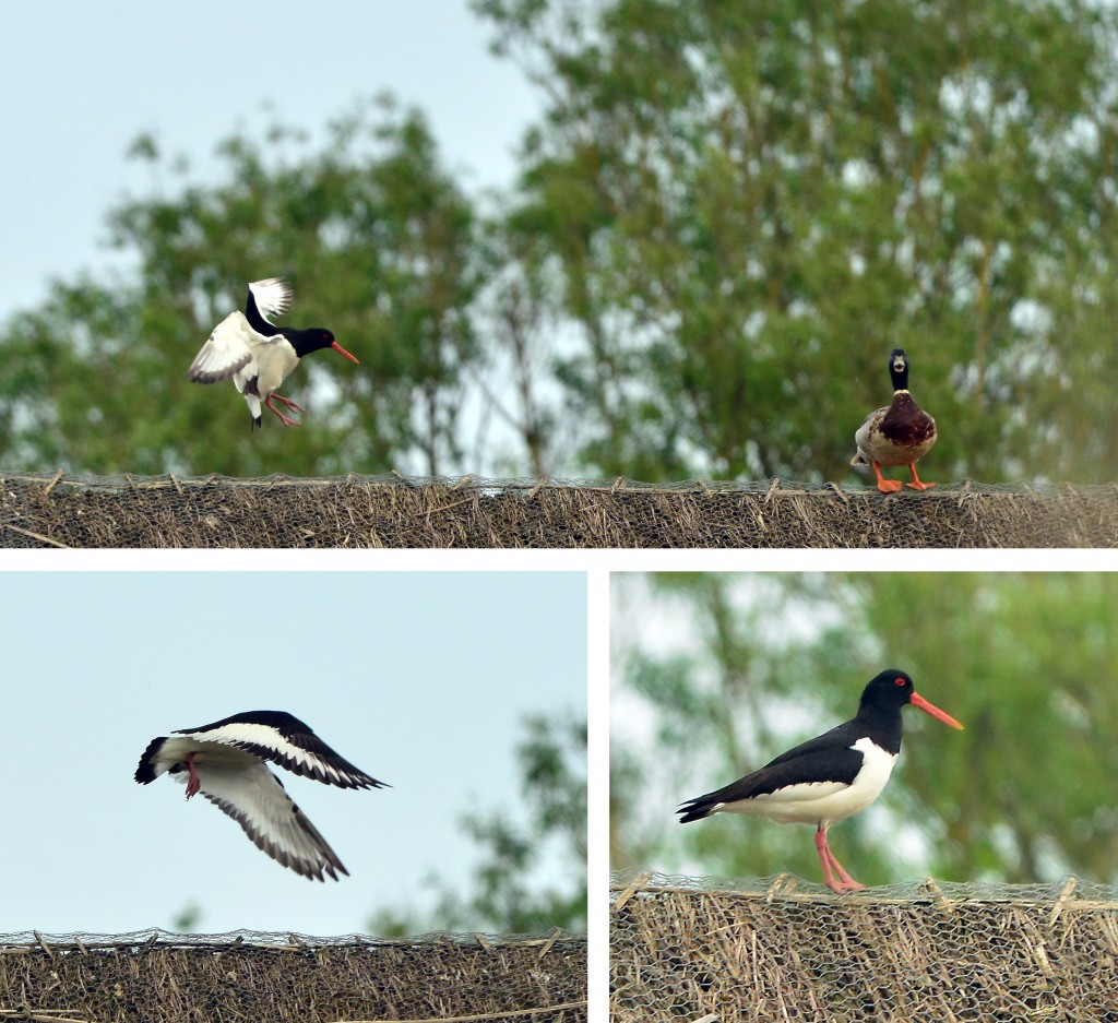 There's lots of room but this oystercatcher doesn't agree and bullies a mallard duck of the roof of Wetland Secrets.