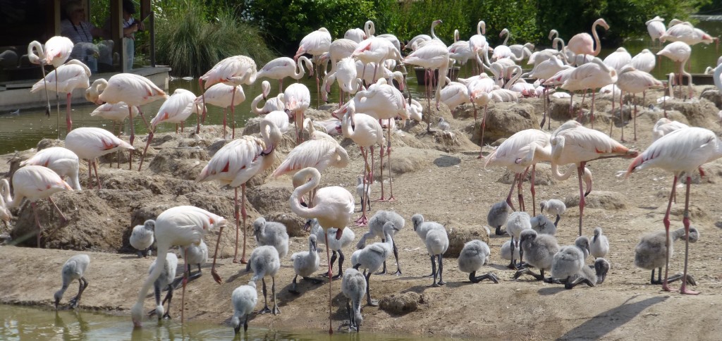 New greater flamingos chick gathering together under the watchful eye of the odd adult bird. Wild behaviour patterns still prevail even in the safe environment of the Slimbridge grounds. 