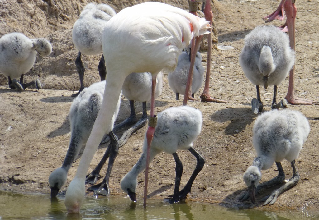 Learn with mum? Practising being a "real" flamingo in the afternoon sunshine. 