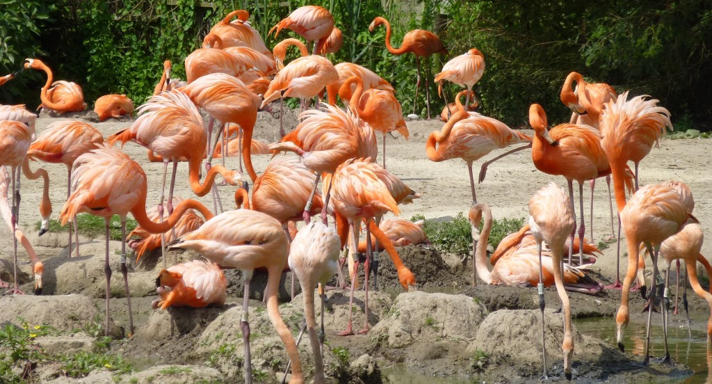 New nest mounds and eggs appearing already in the Caribbean Flamingo Pen. 