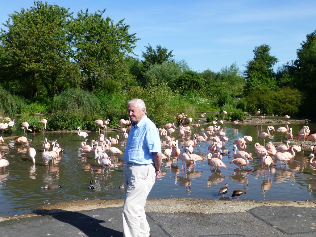 Friends in high places... the Chilean flamingos provide an impressive backdrop for Sir David Attenborough's latest nature series. 